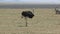 Male ostrich walking with a hot day over a dry savannah and eating