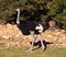 Male Ostrich walking in the savannah of South Africa