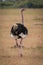 Male ostrich walks away over grassy plain