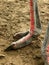 Male Ostriches feet