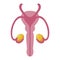 Male ovary, man reproductive organ anatomy system
