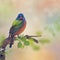 Male Painted Bunting