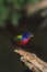 Male Painted Bunting