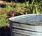 A male painted bunting getting water