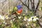 Male Painted Bunting in Spring