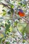 Male Painted Bunting In A Tree