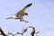 Male Pale Chanting Goshawk jumping in a tree against blue Kalahari sky