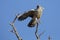 Male Pale Chanting Goshawk jumping in a tree against blue Kalahari sky