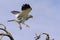 Male Pale Chanting Goshawk jumping in a tree against blue Kalahari sky