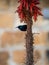 Male Palestine sunbird feeding on aloe flowers