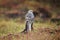 Male Pallid Harrier, Circus macrourus,