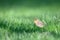 Male Palm Warbler Foraging In Green Grass