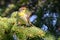 Male Palm Warbler In Pine Tree, Toronto, Ontario