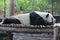 A male panda in Chiangmai zoo