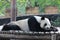 Male panda is sleeping on the wood bed