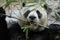 Male panda us eating bamboo leaves