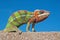 Male Panther chameleon