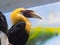 Male of Papuan or Blyth s hornbill