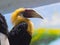 Male of Papuan or Blyth s hornbill