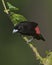 Male Passerini`s Tanager or Female Scarlet-rumped Tanager, Costa Rica