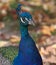 Male Peacock