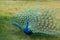 Male peacock