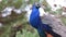 Male Peacock Bird High Up Looking Down