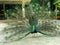 The male peacock at the courtyard of a temple