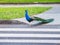 Male peacock crossing the road using pedestrian zebra crossing