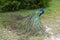 A male peacock displaying.