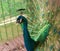 Male peacock displaying colorful feathered tail