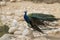 The male peacock displaying of colorful feathers