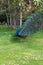 Male Peacock displaying its colorful tail feathers