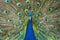 Male Peacock displaying Multicoloured, blue, green, gold, Feathers in Mating show close up low level eyeline view