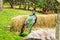 Male peacock in front of green background, Feathers blue bird