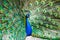 Male Peacock in a green field with an open tail