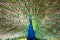 Male Peacock in a green field with an open tail