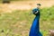 Male Peacock Head