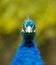Male Peacock Looking Forward
