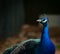 Male peacock looking at his opponent