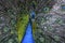 Male peacock in the parc in Turkey, blue and green colours, outdoor