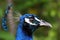 Male Peacock (Pavo Cristatus)