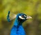 Male Peacock Profile