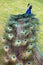 Male peacock showing off his colorful plumage at a pet zoo