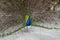 Male peacock showing off his colorful plumage at a pet zoo