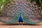 a male peacock showing off his tail feathers