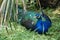 Male Peacock Sitting