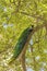 Male peacock sitting on the massive branch of the old tree in spring garden