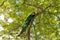 Male peacock sitting on the massive branch of the old tree in spring garden