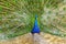 Male peacock spread his tail